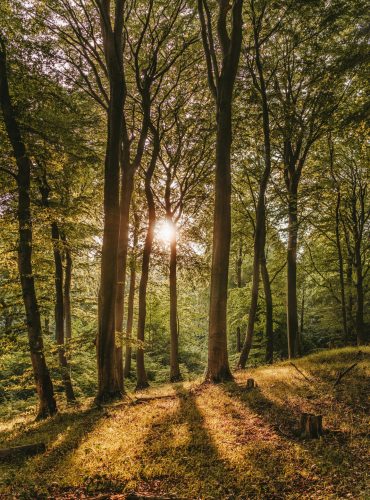 pexels-felix-mittermeier-1459534